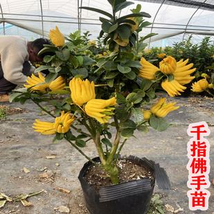 带果佛手柑树苗千指佛手树苗金华佛手柑树苗室内盆栽地栽带果发货