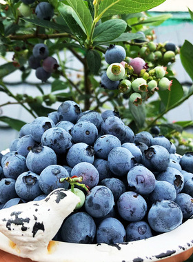 特大四季蓝莓苗南北方种植奥尼尔优瑞卡兔眼薄雾蓝莓地栽盆栽树苗
