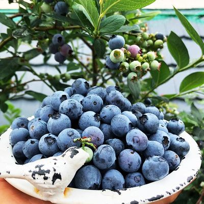 四季蓝莓一年四季易栽植容易成活
