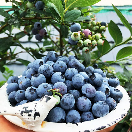 四季蓝莓一年四季易栽植容易成活