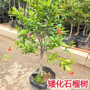 耐寒蒙阳红石榴树大红袍石榴树苗突尼斯软籽庭院果树原土带叶果苗