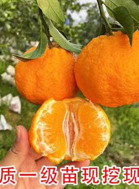 特大春见耙耙柑树苗丑柑橘桔子树粑粑柑苗南北方种植盆栽地栽树苗