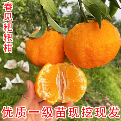 特大春见粑粑柑橘盆栽地栽树苗