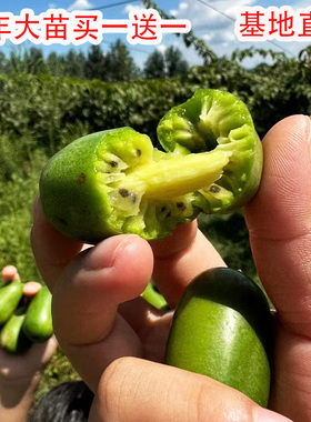 嫁接软枣猕猴桃果苗自花授粉四季盆栽伊赛龙城二号软枣猕猴桃果苗