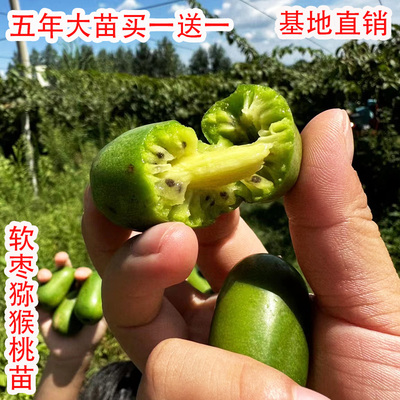 伊赛龙城二号软枣猕猴桃果苗