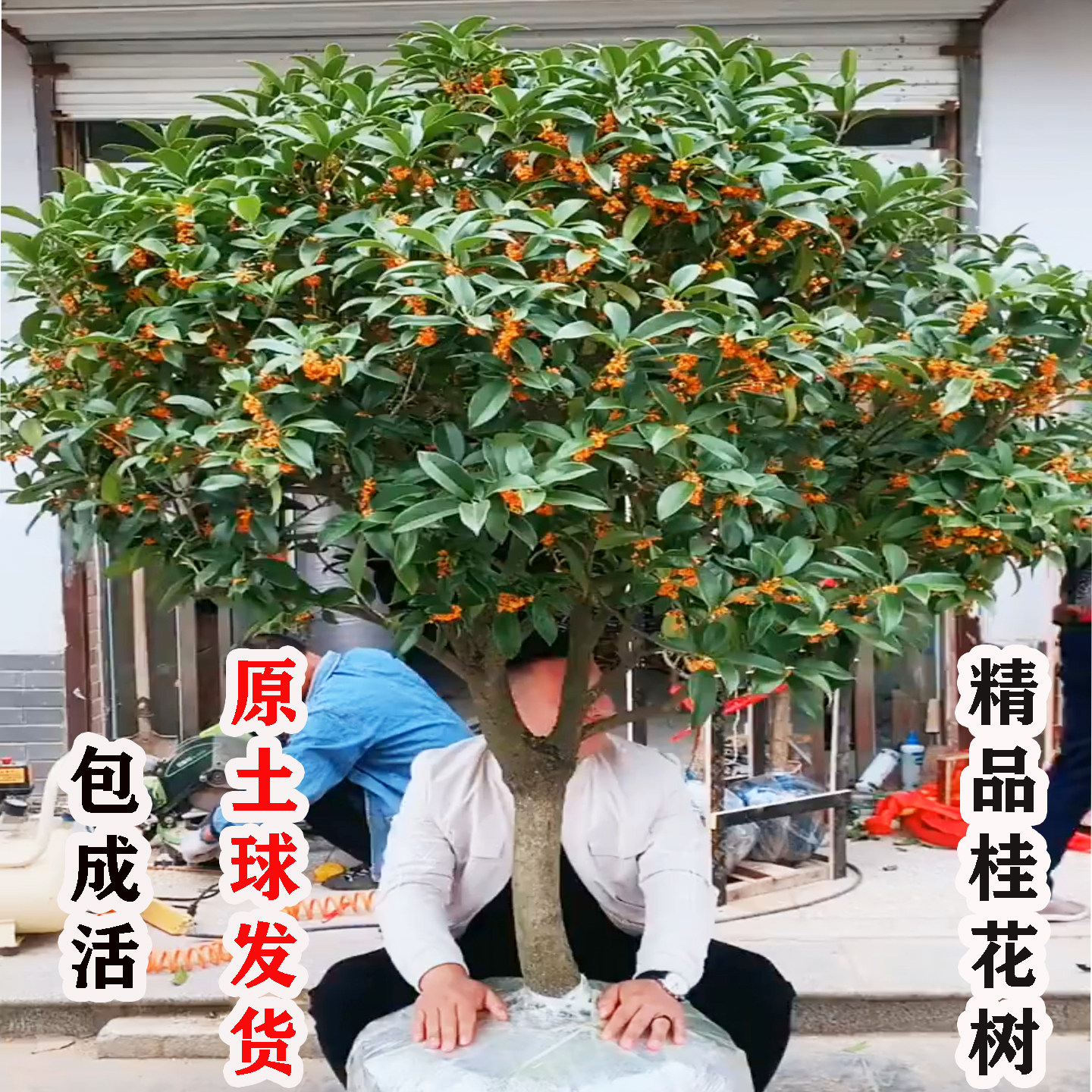 桂花树苗大树庭院地栽金桂丹桂四季常青原生桂花树南北方浓香花卉