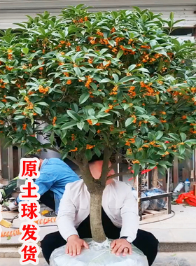 桂花树苗大树庭院地栽金桂丹桂四季常青原生桂花树南北方浓香花卉