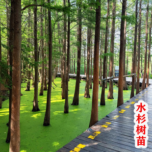 水杉树苗杉木树苗落羽杉池杉水沙南北方庭院盆栽地栽可水培大树苗