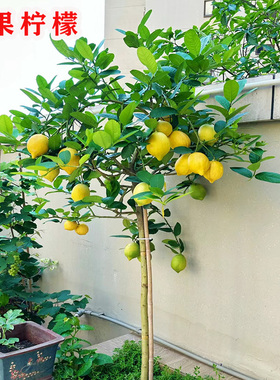 四季柠檬苗树尤力克柠檬树苗地栽盆栽室内花卉南北方种植当年结果