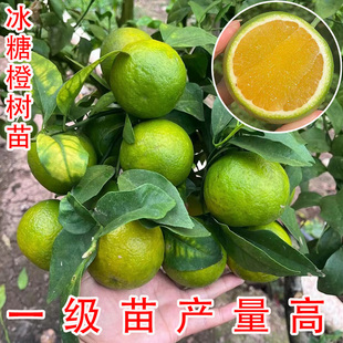 嫁接新品种橙子树苗云南冰糖橙苗树脐橙子树果苗盆栽地栽南北种植