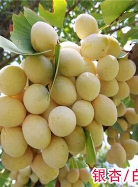 银杏树活苗大树金叶银杏树苗拆迁占地苗银杏树小苗庭院别墅绿化苗