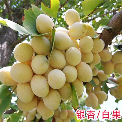 特大银杏树苗庭院别墅绿化苗