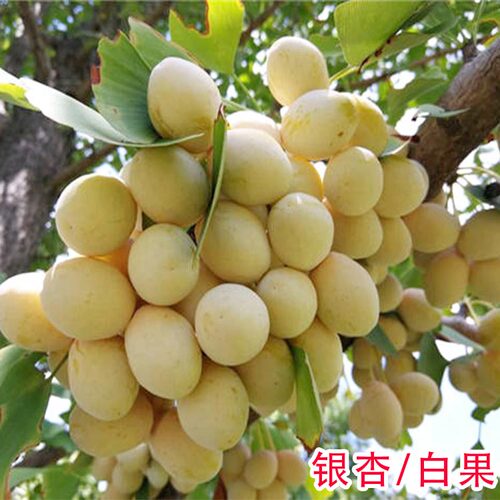 特大银杏树苗庭院别墅绿化苗