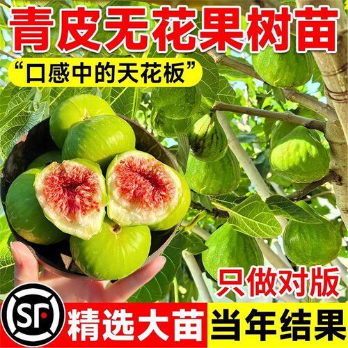 青皮无花果树果苗波姬红无花果苗盆栽特大果阳台种植庭院当年结果