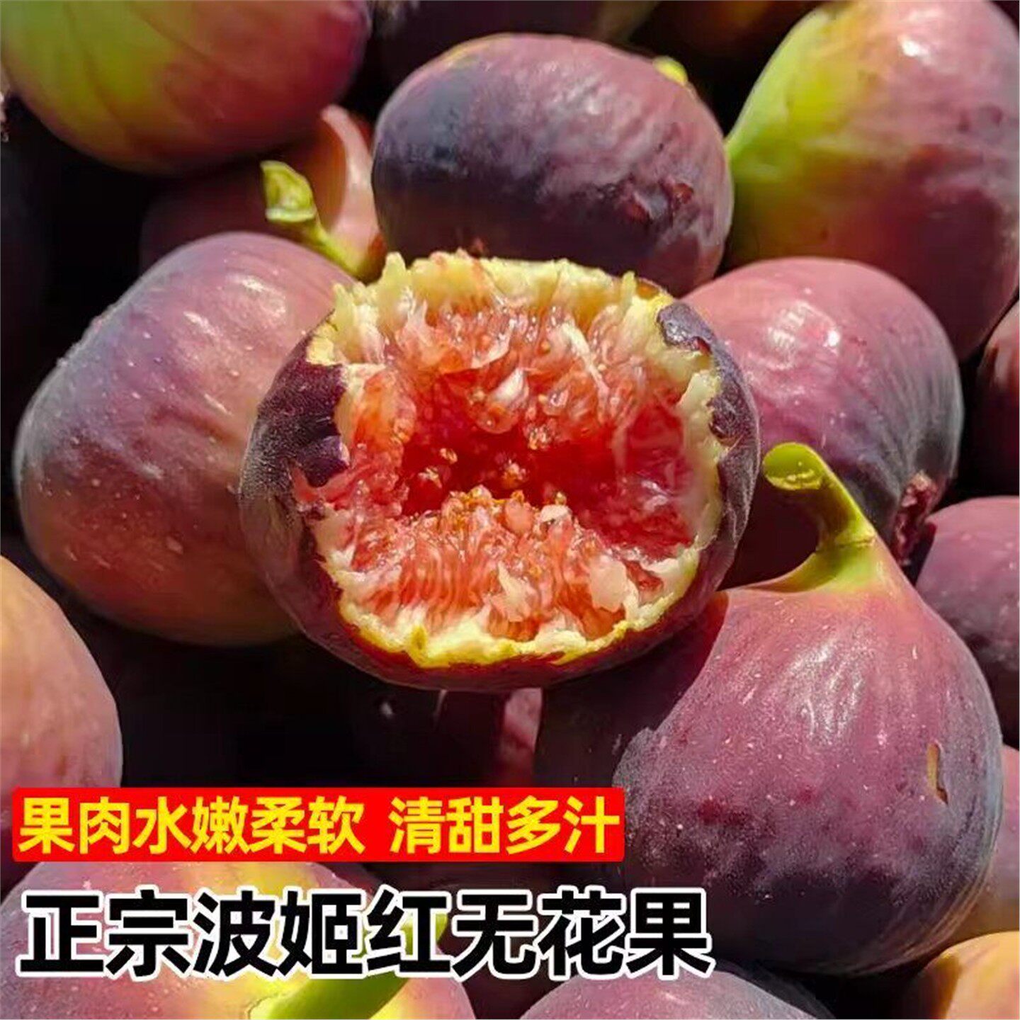波姬红无花果树果苗矮化盆栽无花果苗树大树当年结果南方北方种植