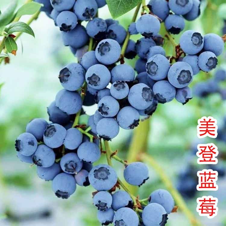 特大美登蓝莓苗南北方种植美登蓝莓树果苗地栽盆栽树苗当年结果苗