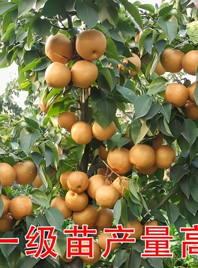 梨树果苗嫁接苗沙梨秋月梨翠冠梨树果苗活苗南北方种植盆栽地栽苗