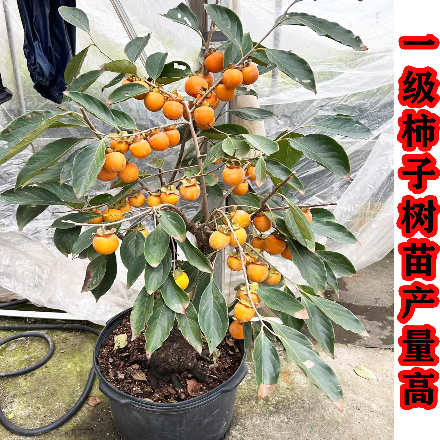 脆甜柿子苗树火晶柿子树果苗南方北方种植庭院果树盆栽柿子树果苗