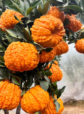 新品种纯甜南瓜柑橘树苗晚熟橘子苗丑橘苗桔子苗树南方北方种植