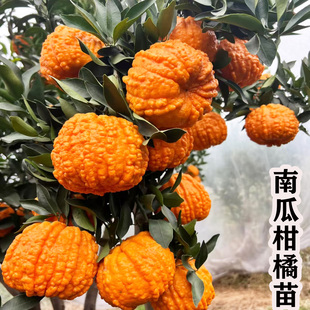新品种纯甜南瓜柑橘树苗晚熟橘子苗丑橘苗桔子苗树南方北方种植