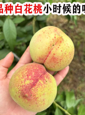 嫁接桃树果苗老品种白花桃树苗