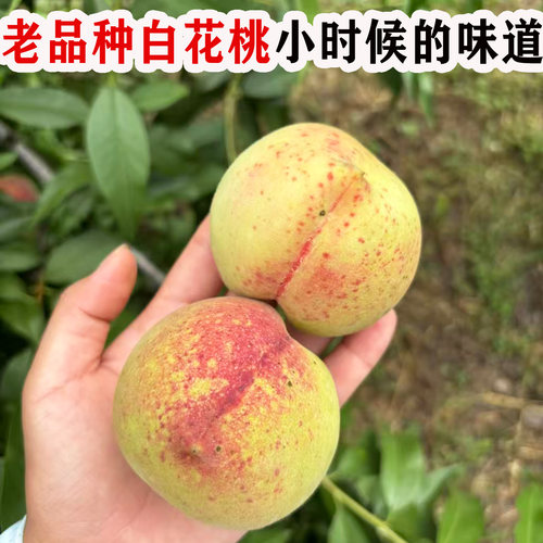 嫁接桃树果苗老品种白花桃树苗