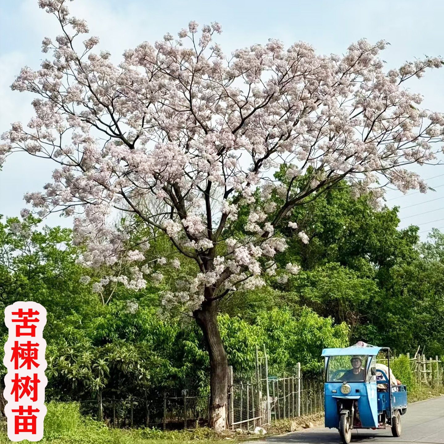 苦楝树苗苦练树庭院遮荫树风景树园林绿化行道树苗紫花哑巴大树苗