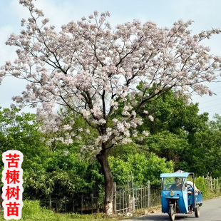 苦楝树苗苦练树庭院遮荫树风景树园林绿化行道树苗紫花哑巴大树苗