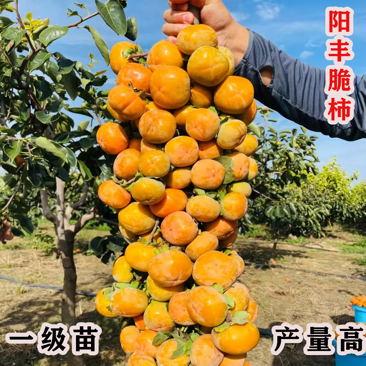 特大正宗阳丰脆甜水果柿子苗树庭院果树无籽甜柿子树苗南北方种植