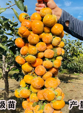 特大正宗阳丰脆甜水果柿子苗树庭院果树无籽甜柿子树苗南北方种植