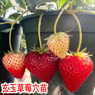 四季新品草莓苗脱毒精品玄玉草苗穴盘苗新秧苗带土大果黑果草莓苗