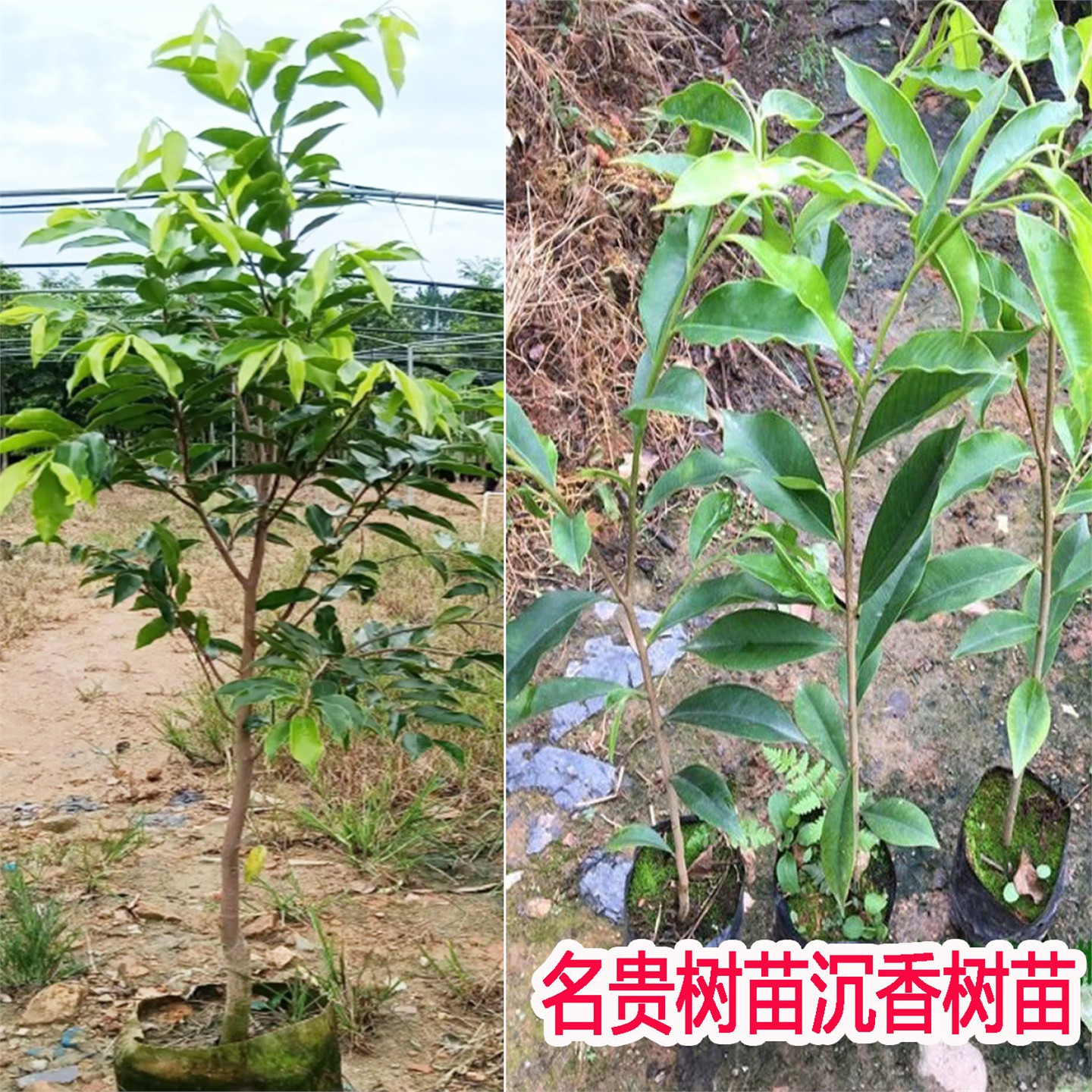 名贵树木沉香树苗正宗奇楠沉香苗树南方庭院盆栽地栽种植四季常青
