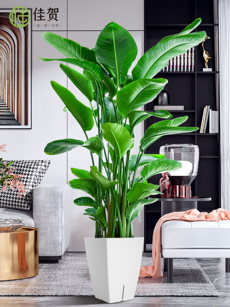 大真叶办公室植物花鹤望兰鸟客厅落地绿植室内好养大型