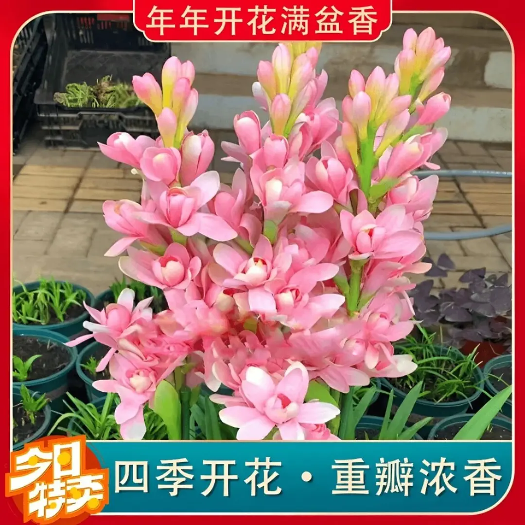 【下单立减50】晚香玉大种球重瓣晚香玉四季开花多年生盆栽种球QC