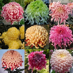 开花大菊花盆栽适合室内外阳台XJ 多年生菊花苗四季 下单立减50