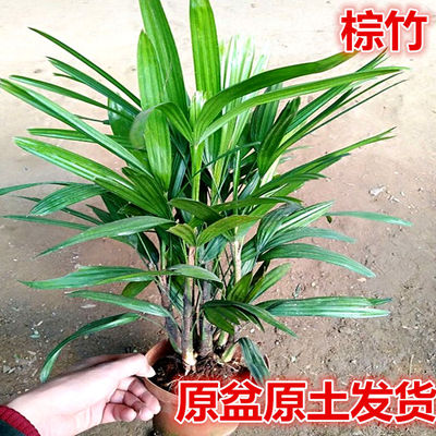 棕竹伞叶棕榈竹金山棕盆栽办公室内绿植耐旱耐寒花卉盆栽盆景摆件