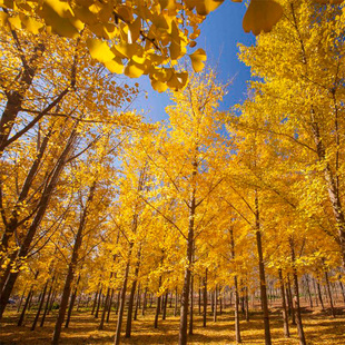 银杏树苗白果苗庭院园林绿化苗木行道树金叶银杏小苗南方北方种植