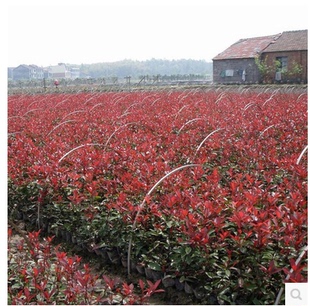 红叶石楠树苗小苗红罗宾火焰红四季常青绿篱庭院别墅彩叶苗木篱笆