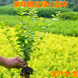金叶女贞绿化苗金森女贞球庭院小区别墅绿篱花镜树苗四季常青植物