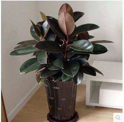 黑金刚橡皮树盆栽净室内绿色植物