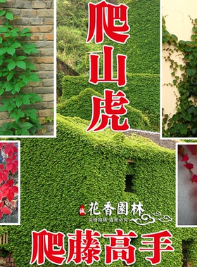 庭院攀爬户外四季种植爬藤植物阳台盆栽室内五叶地锦爬山虎护坡苗