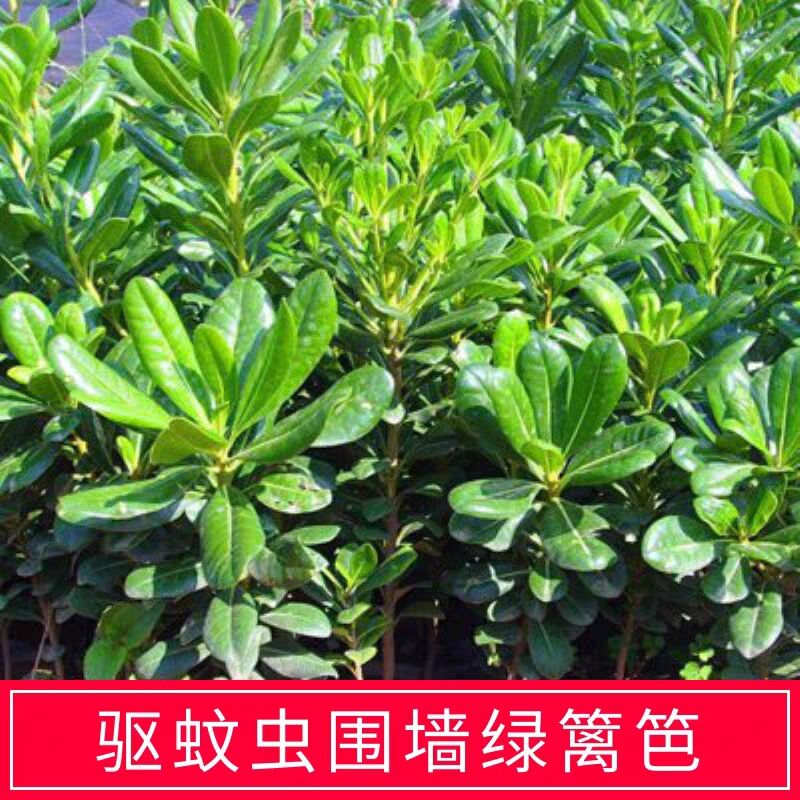 海桐树苗球庭院绿化耐寒苗木海桐球型植物围墙绿篱笆四季常青芳香