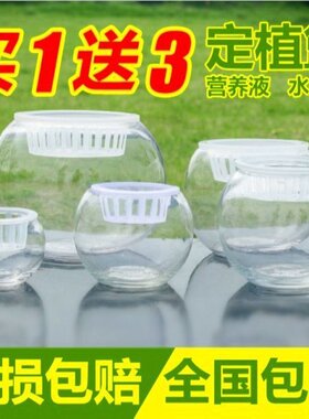 玻璃花瓶圆球 透明圆球送定植篮 风信子绿萝等花盆 水培植物器皿