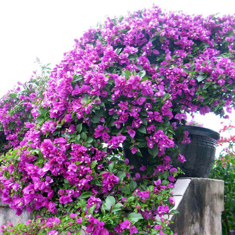 三角梅盆栽绿樱带花卉植物室内花苗重瓣老桩好养易活阳台四季开花