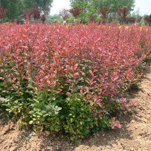 红叶小檗庭院绿化工程苗带刺灌木篱笆树苗红叶小波紫叶小檗球耐寒