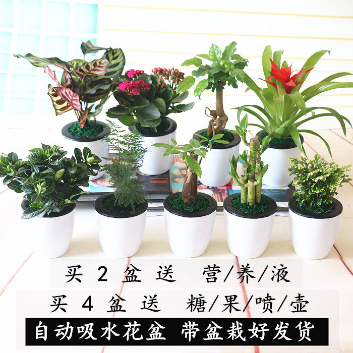 室内桌面绿植发财树荷花竹栀子花长寿花文竹水培土培带盆栽好花卉