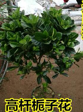 阳台浓香花卉办公室盆栽栀子花