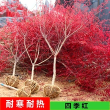 日本中国红枫树苗四季红舞姬室外耐寒枫叶盆景盆栽庭院花镜风景树