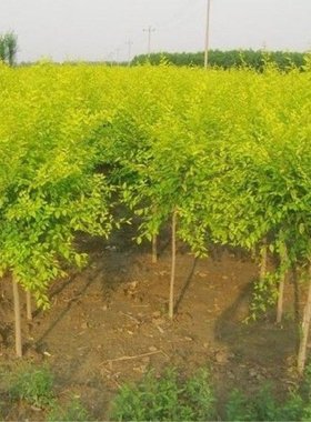 金叶榆南北方植物耐寒榆树苗别墅