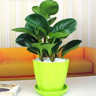 豆瓣绿 办公室内盆栽花卉植物绿植 青叶碧玉四季常青观叶土培水培